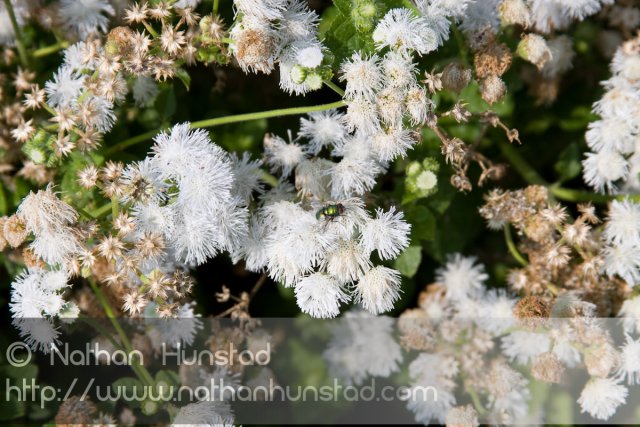 Flower_2008-09-01_IMG_1677